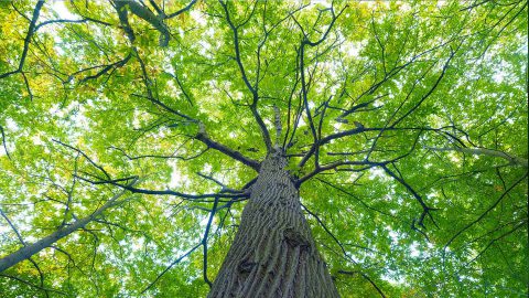 The Most Common Types Of Trees - Wilderness Seeker