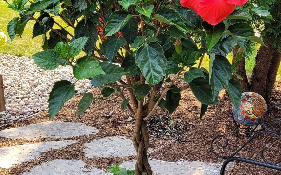 How to Grow and Care For Braided Hibiscus Trees
