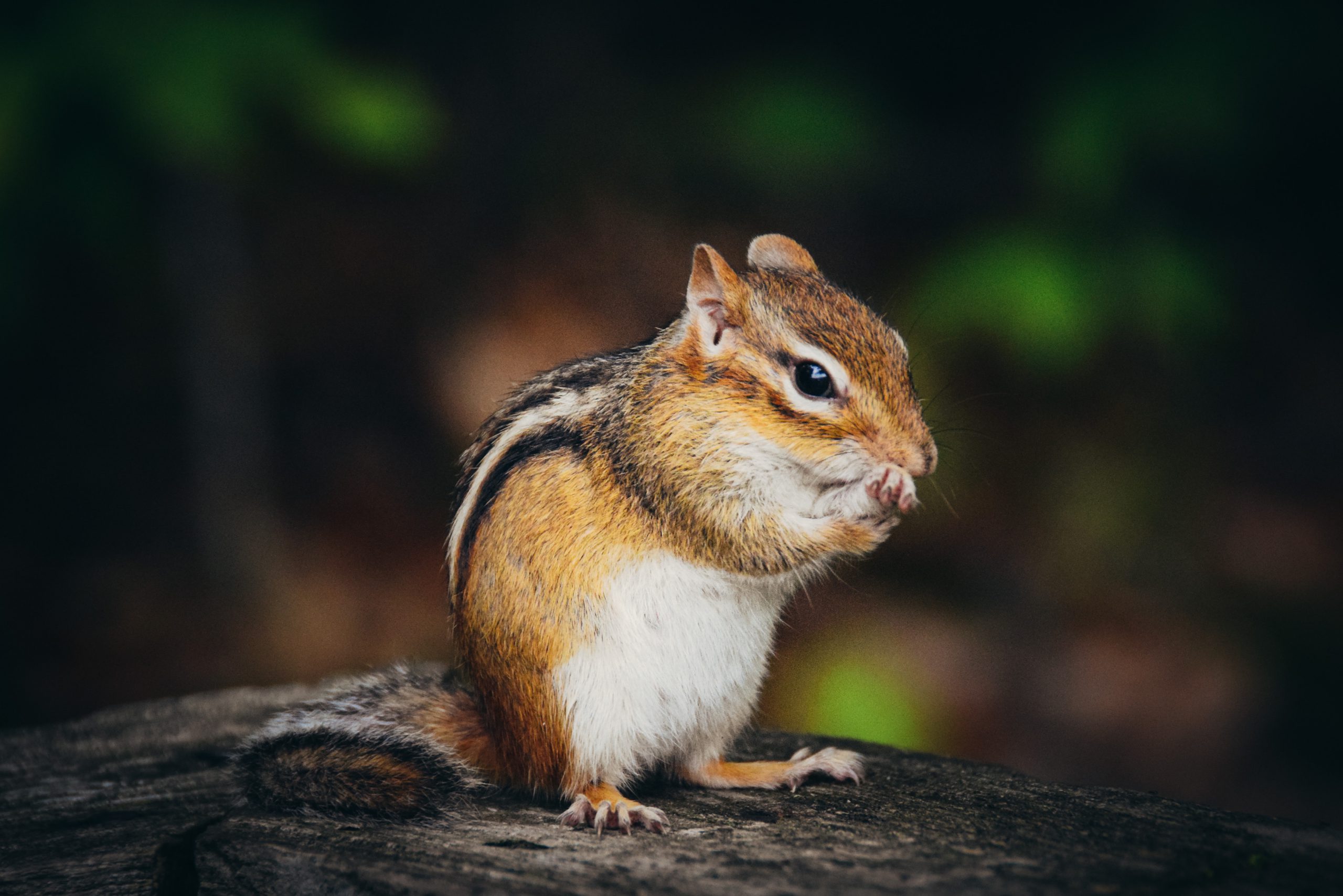 Chipmunk