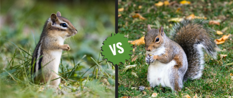 Chipmunk vs Squirrel: Key Differences in Behavior and Habitat ...