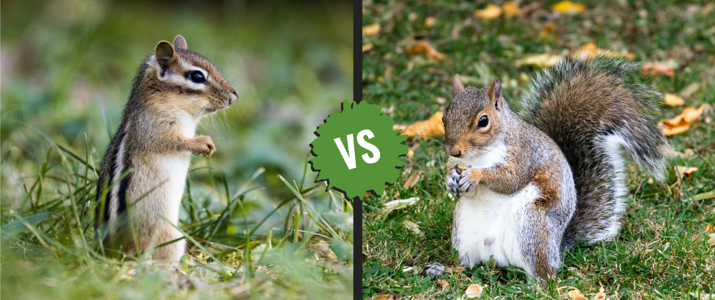 Chipmunk vs Squirrel: Key Differences in Behavior and Habitat