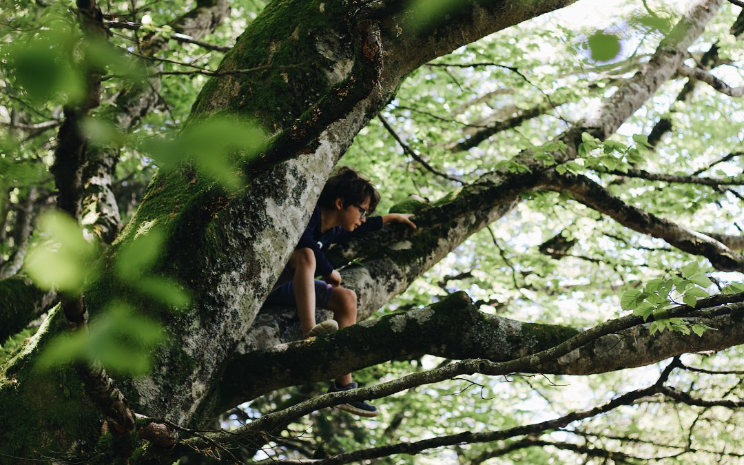 The 5 Best Trees for Climbing