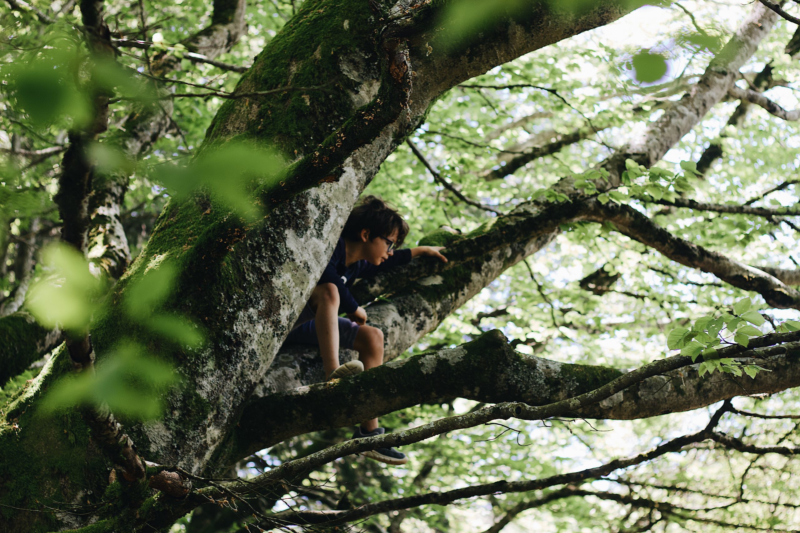 Boy climbing in tree