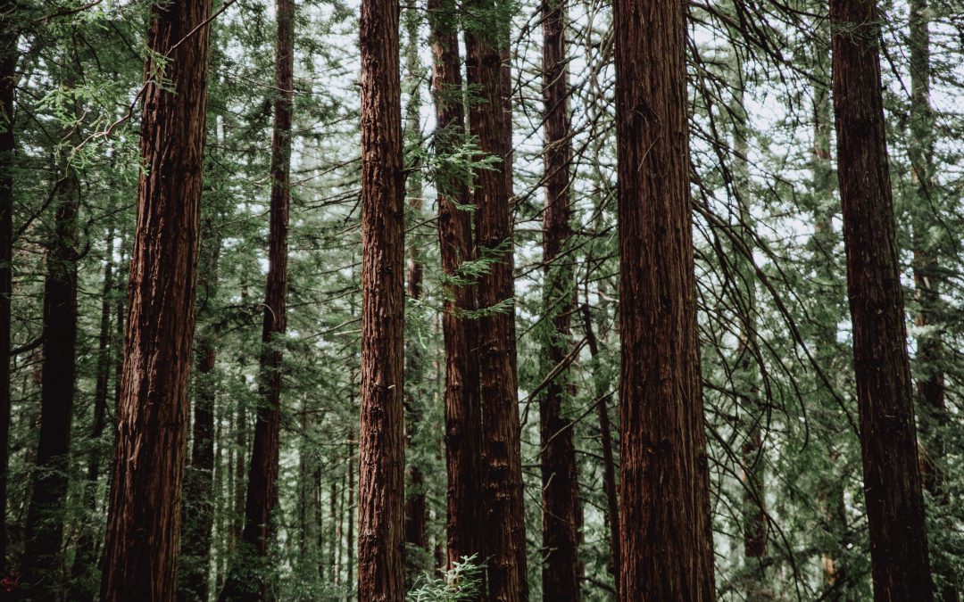 The Most Common Types Of Trees