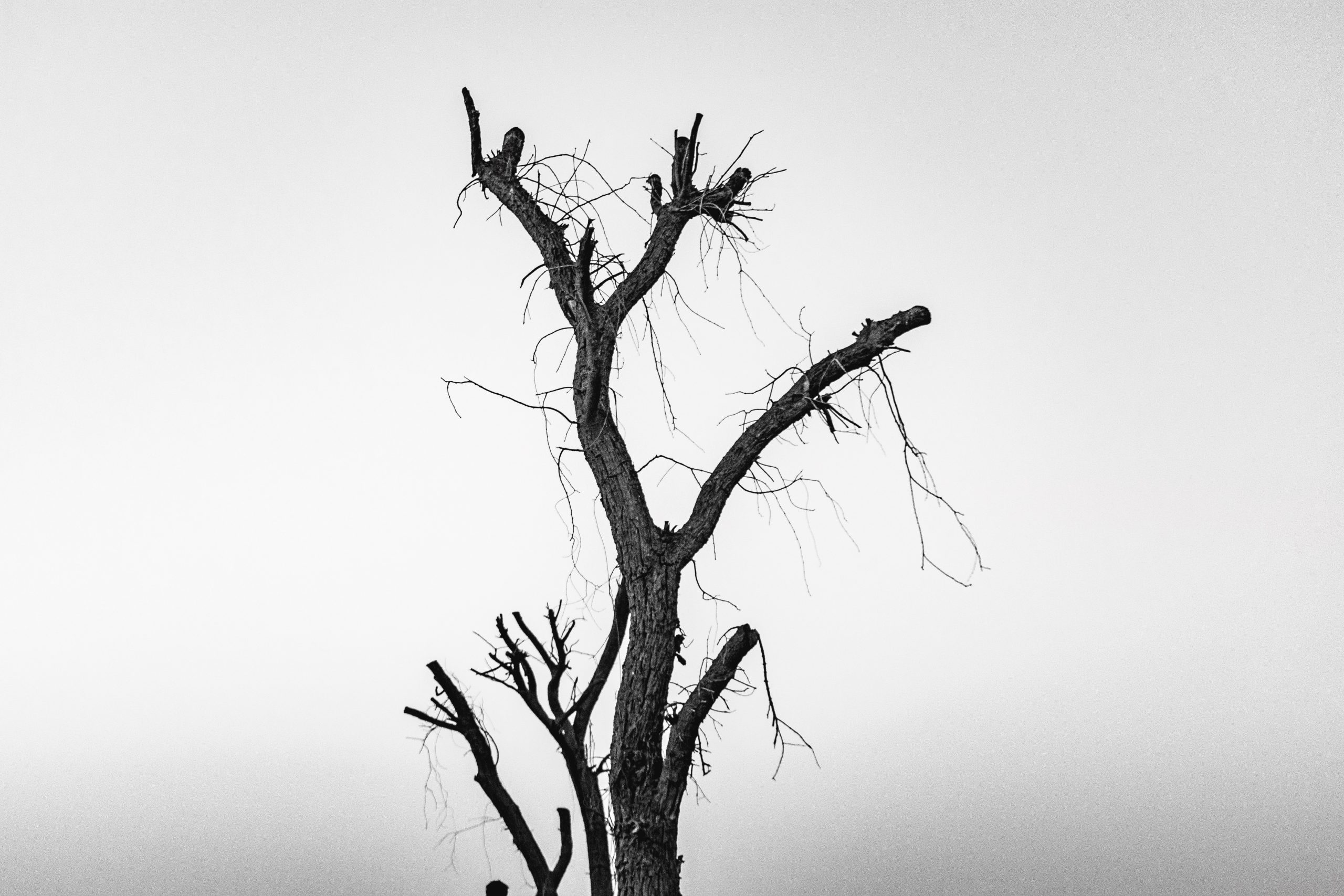 Dying tree