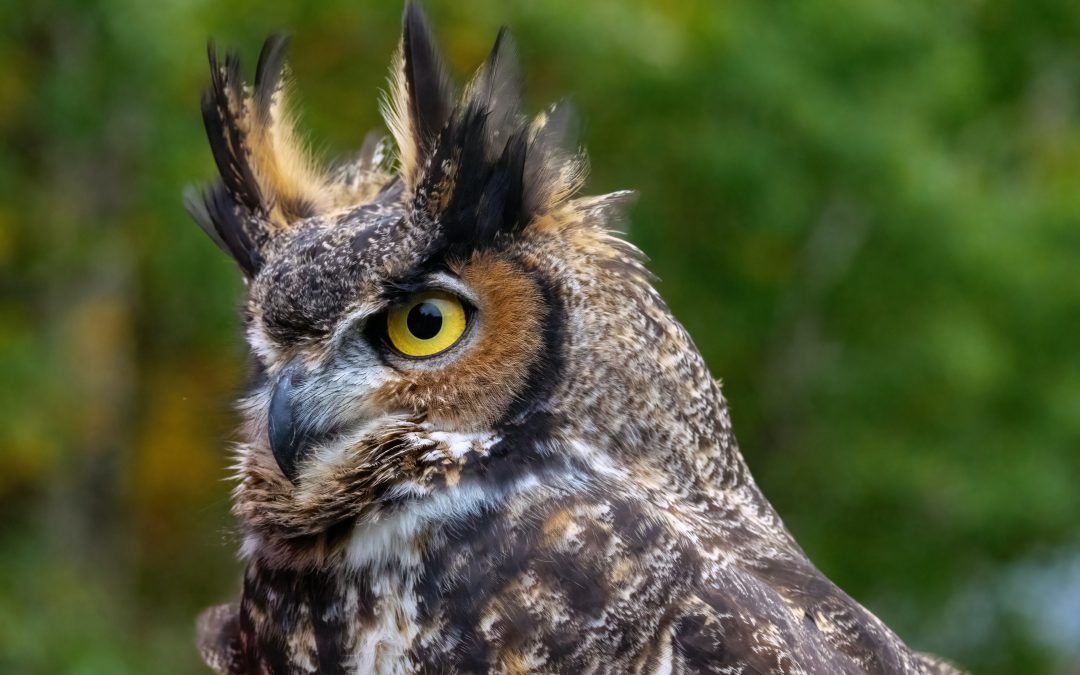 How Long Do Owls Live? (Owl Lifespan)
