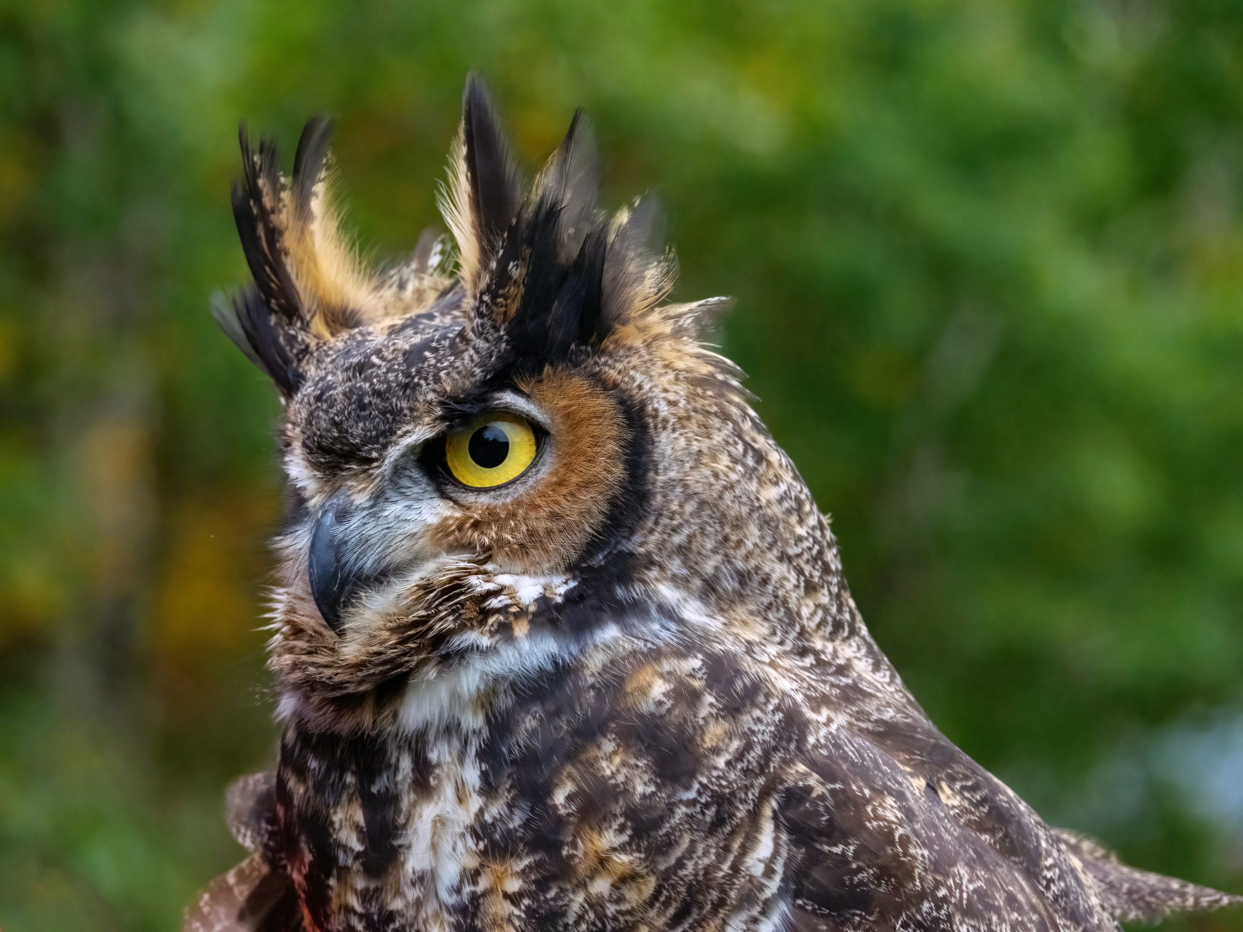 Great horned owl side profile