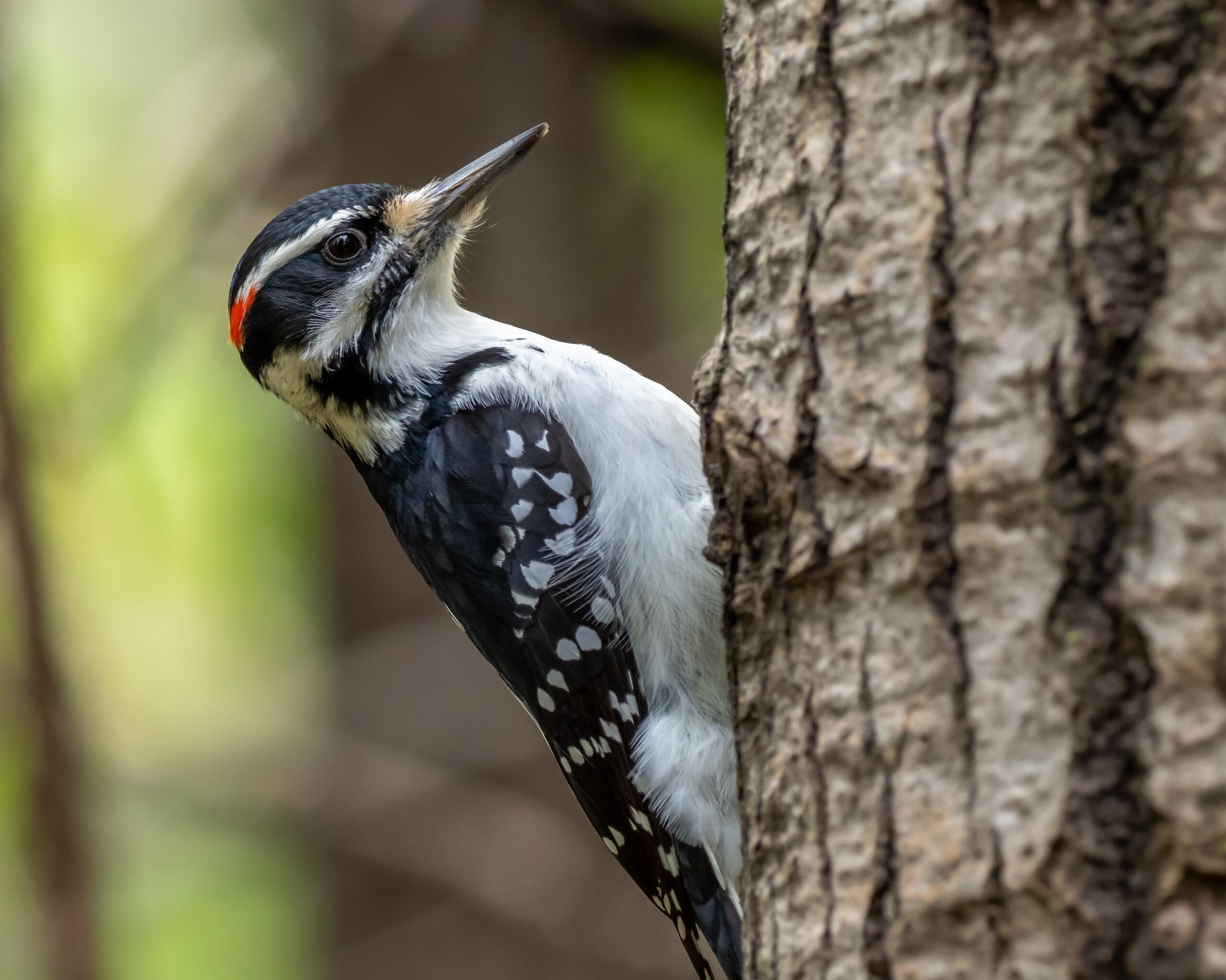 The Hairy Woodpecker: A Closer Look at Its Distinctive Features