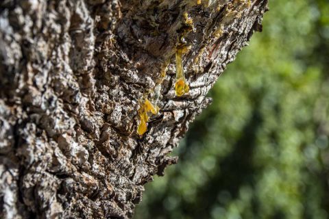 What is The Sticky Liquid Oozing Out Of Trees? - Wilderness Seeker