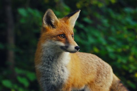 Can Foxes Climb Trees? Uncovering the Tree-Climbing Skills of Foxes